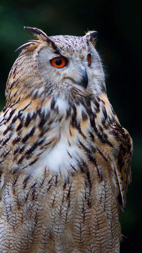 Download wallpaper 2160x3840 owl, bird, glance, watching samsung galaxy s4, s5, note, sony xperia z, z1, z2, z3, htc one, lenovo vibe hd background