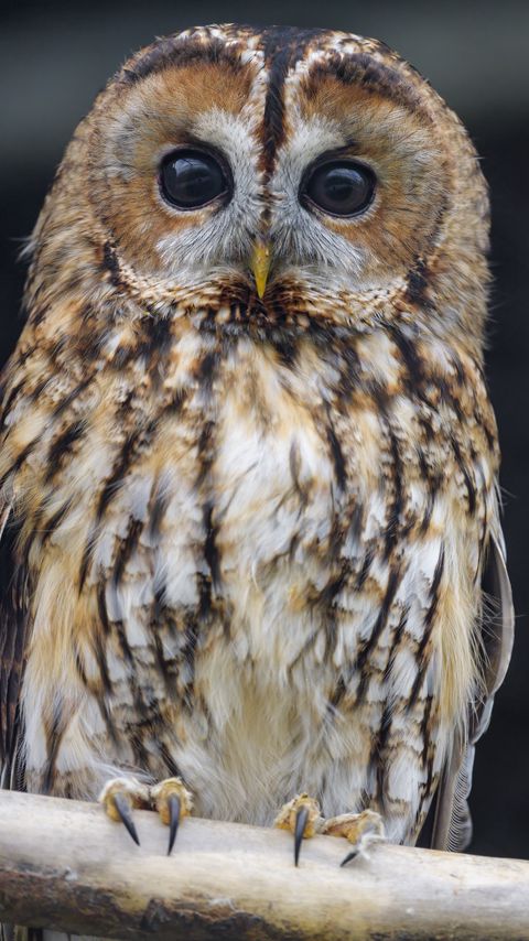 Download wallpaper 2160x3840 owl, bird, watching, glance samsung galaxy s4, s5, note, sony xperia z, z1, z2, z3, htc one, lenovo vibe hd background