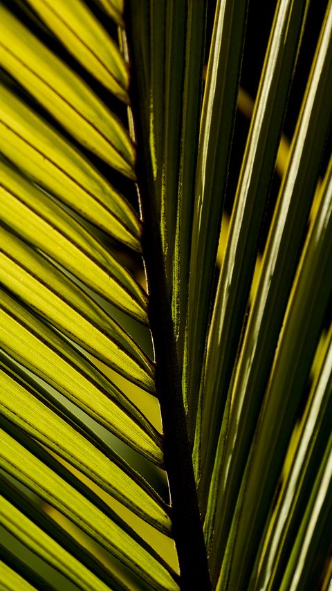 Download wallpaper 2160x3840 palm leaf, leaf, macro, green samsung galaxy s4, s5, note, sony xperia z, z1, z2, z3, htc one, lenovo vibe hd background