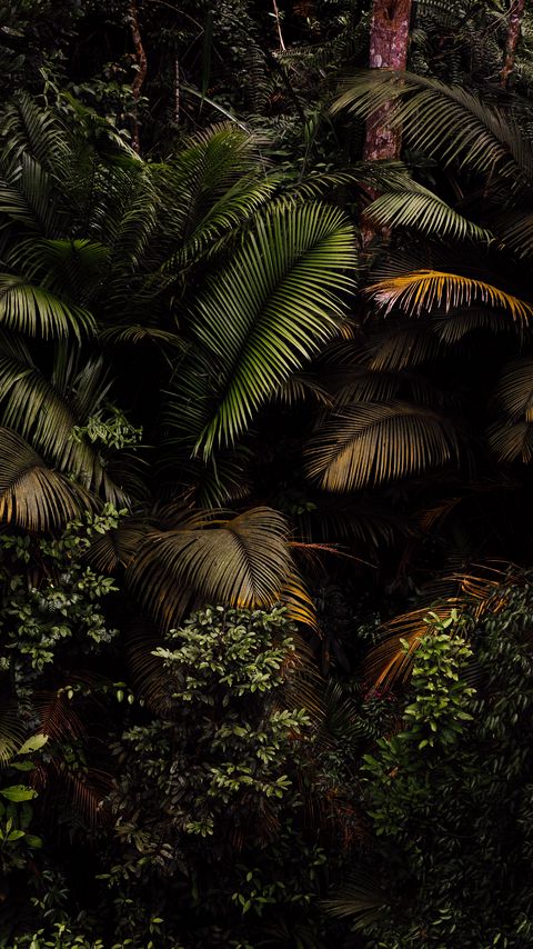 Download wallpaper 2160x3840 palm, leaves, bushes, plants, tropics samsung galaxy s4, s5, note, sony xperia z, z1, z2, z3, htc one, lenovo vibe hd background