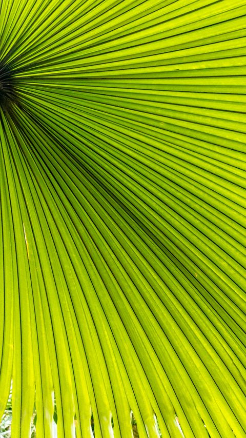 Download wallpaper 2160x3840 palm, leaves, green, macro samsung galaxy s4, s5, note, sony xperia z, z1, z2, z3, htc one, lenovo vibe hd background