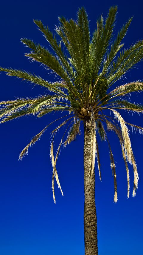 Download wallpaper 2160x3840 palm, tree, leaves, sky, tropics samsung galaxy s4, s5, note, sony xperia z, z1, z2, z3, htc one, lenovo vibe hd background