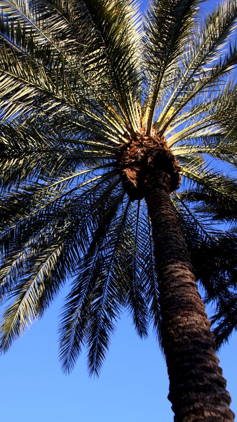 Download wallpaper 2160x3840 palm, tree, leaves, bottom view samsung galaxy s4, s5, note, sony xperia z, z1, z2, z3, htc one, lenovo vibe hd background