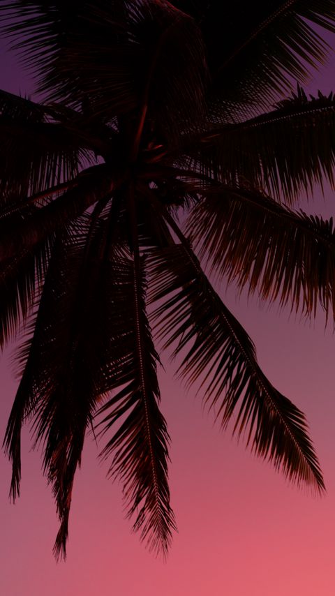 Download wallpaper 2160x3840 palm tree, silhouette, sky, dark, purple samsung galaxy s4, s5, note, sony xperia z, z1, z2, z3, htc one, lenovo vibe hd background