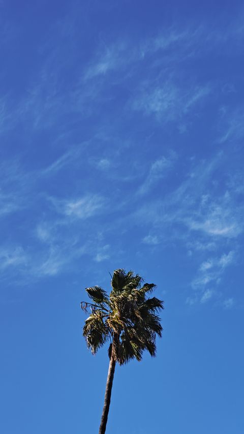 Download wallpaper 2160x3840 palm, tree, sky, clouds, minimalism samsung galaxy s4, s5, note, sony xperia z, z1, z2, z3, htc one, lenovo vibe hd background