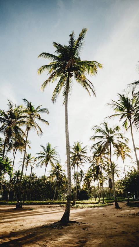 Download wallpaper 2160x3840 palms, trees, tropics, nature samsung galaxy s4, s5, note, sony xperia z, z1, z2, z3, htc one, lenovo vibe hd background