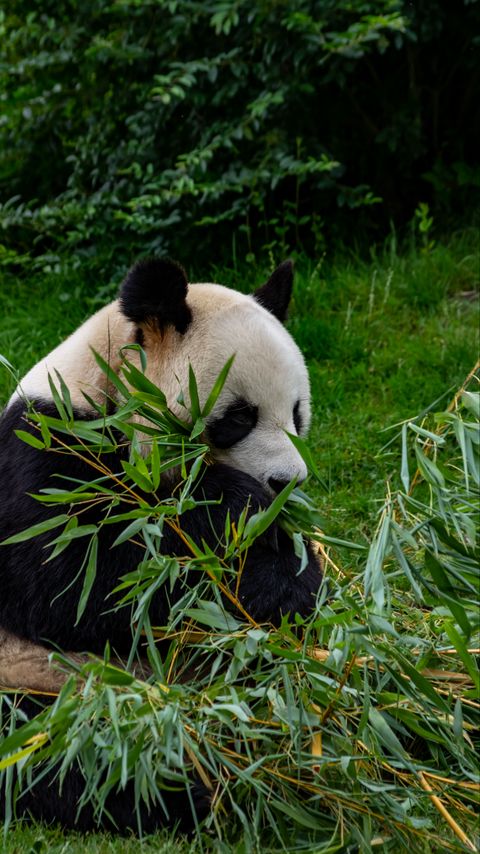 Download wallpaper 2160x3840 panda, animal, branches, leaves, bamboo samsung galaxy s4, s5, note, sony xperia z, z1, z2, z3, htc one, lenovo vibe hd background