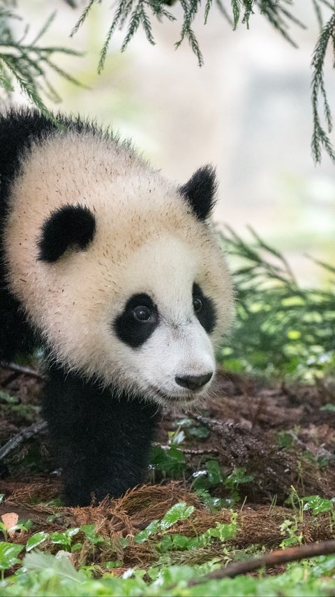 Download wallpaper 2160x3840 panda, animal, furry, leaves, plants samsung galaxy s4, s5, note, sony xperia z, z1, z2, z3, htc one, lenovo vibe hd background