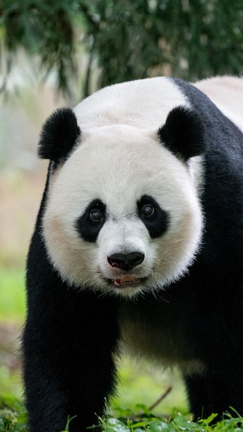 Download wallpaper 2160x3840 panda, animal, glance, furry samsung galaxy s4, s5, note, sony xperia z, z1, z2, z3, htc one, lenovo vibe hd background