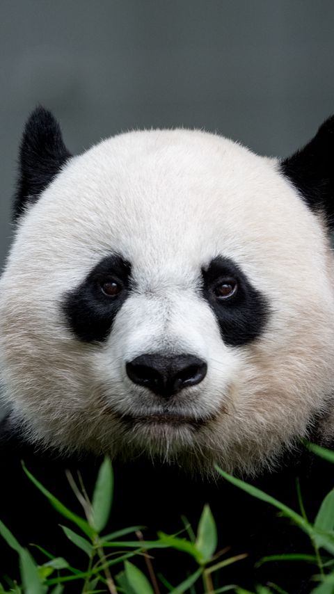 Download wallpaper 2160x3840 panda, animal, glance samsung galaxy s4, s5, note, sony xperia z, z1, z2, z3, htc one, lenovo vibe hd background