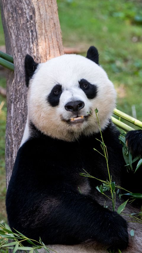 Download wallpaper 2160x3840 panda, animal, glance, bamboo, funny samsung galaxy s4, s5, note, sony xperia z, z1, z2, z3, htc one, lenovo vibe hd background