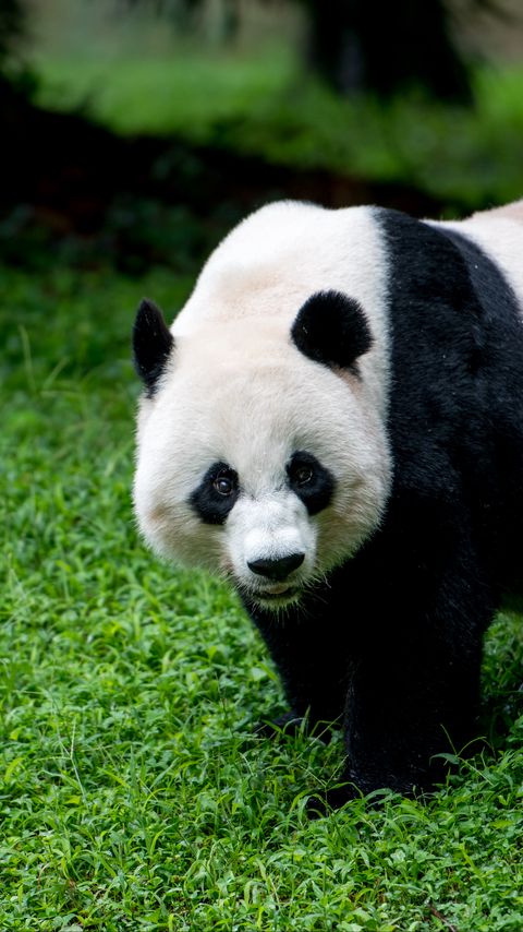 Download wallpaper 2160x3840 panda, animal, glance, grass samsung galaxy s4, s5, note, sony xperia z, z1, z2, z3, htc one, lenovo vibe hd background