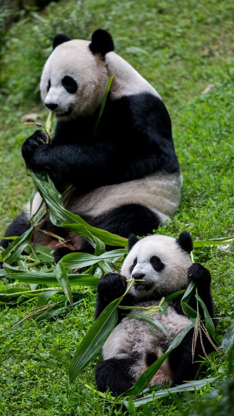 Download wallpaper 2160x3840 pandas, animals, cub, family, leaves samsung galaxy s4, s5, note, sony xperia z, z1, z2, z3, htc one, lenovo vibe hd background