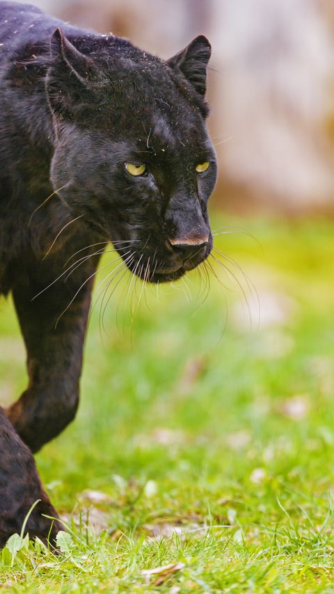 Download wallpaper 2160x3840 panther, glance, predator, animal samsung galaxy s4, s5, note, sony xperia z, z1, z2, z3, htc one, lenovo vibe hd background