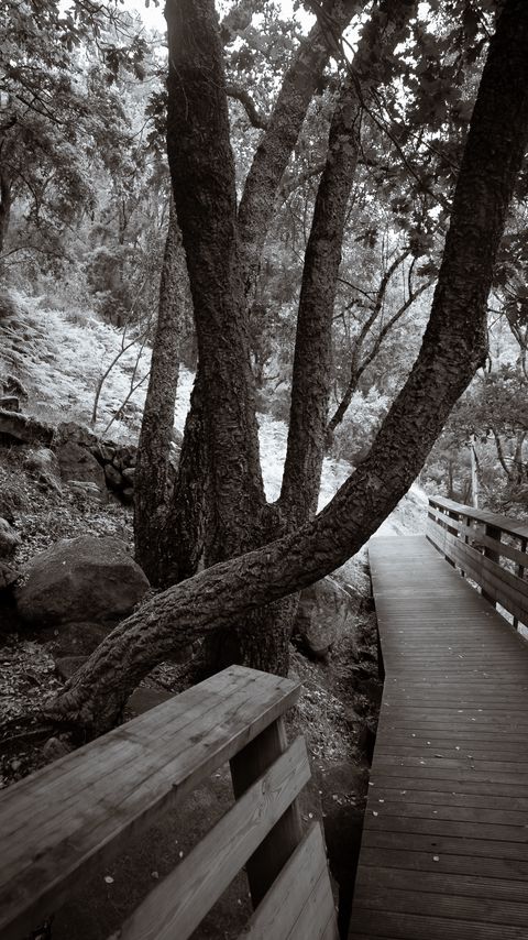 Download wallpaper 2160x3840 park, trees, path, nature, black and white, sepia samsung galaxy s4, s5, note, sony xperia z, z1, z2, z3, htc one, lenovo vibe hd background