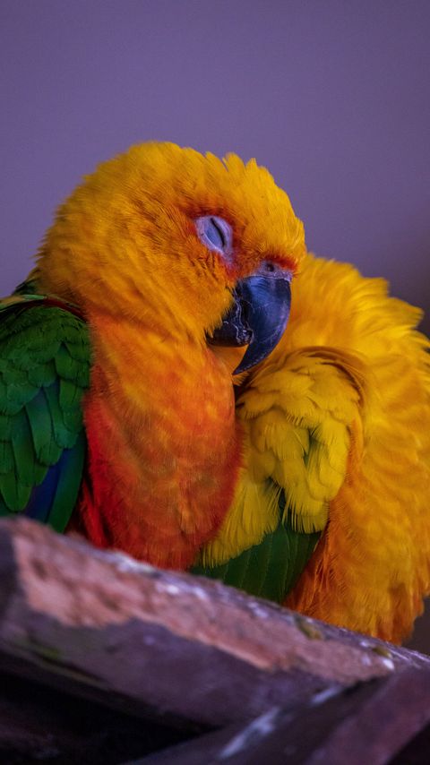 Download wallpaper 2160x3840 parrot, bird, colorful, bright samsung galaxy s4, s5, note, sony xperia z, z1, z2, z3, htc one, lenovo vibe hd background