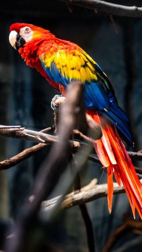 Download wallpaper 2160x3840 parrot, bird, colorful, branches, tree samsung galaxy s4, s5, note, sony xperia z, z1, z2, z3, htc one, lenovo vibe hd background