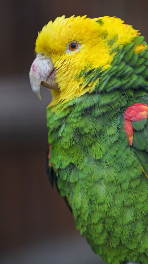 Download wallpaper 2160x3840 parrot, bird, feathers, bright samsung galaxy s4, s5, note, sony xperia z, z1, z2, z3, htc one, lenovo vibe hd background