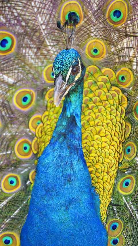 Download wallpaper 2160x3840 peacock, bird, feathers, bright, pattern samsung galaxy s4, s5, note, sony xperia z, z1, z2, z3, htc one, lenovo vibe hd background