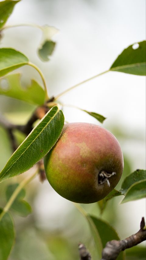 Download wallpaper 2160x3840 pear, fruit, branches, leaves, macro samsung galaxy s4, s5, note, sony xperia z, z1, z2, z3, htc one, lenovo vibe hd background