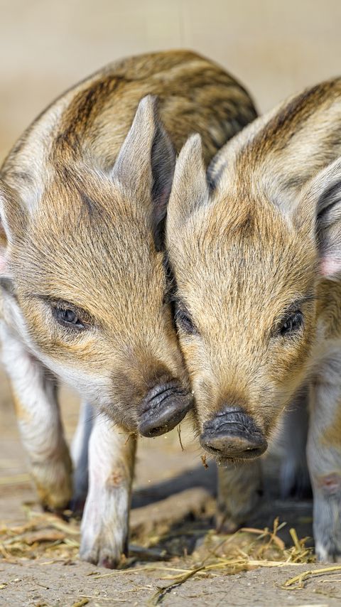 Download wallpaper 2160x3840 piglets, animals, cute samsung galaxy s4, s5, note, sony xperia z, z1, z2, z3, htc one, lenovo vibe hd background