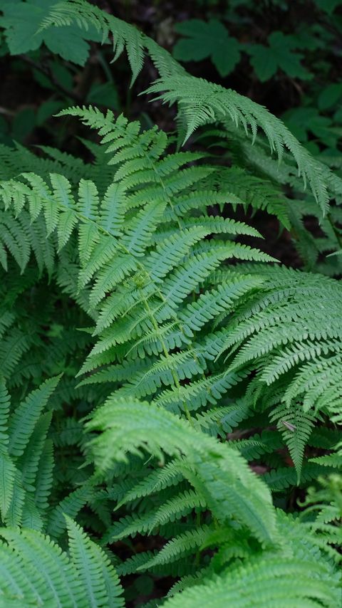 Download wallpaper 2160x3840 plant, fern, macro, green samsung galaxy s4, s5, note, sony xperia z, z1, z2, z3, htc one, lenovo vibe hd background