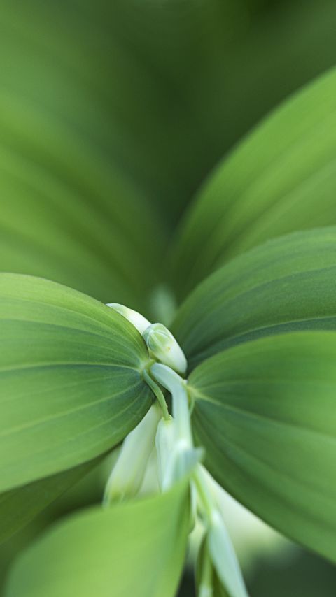 Download wallpaper 2160x3840 plant, flowers, leaves, macro, green samsung galaxy s4, s5, note, sony xperia z, z1, z2, z3, htc one, lenovo vibe hd background