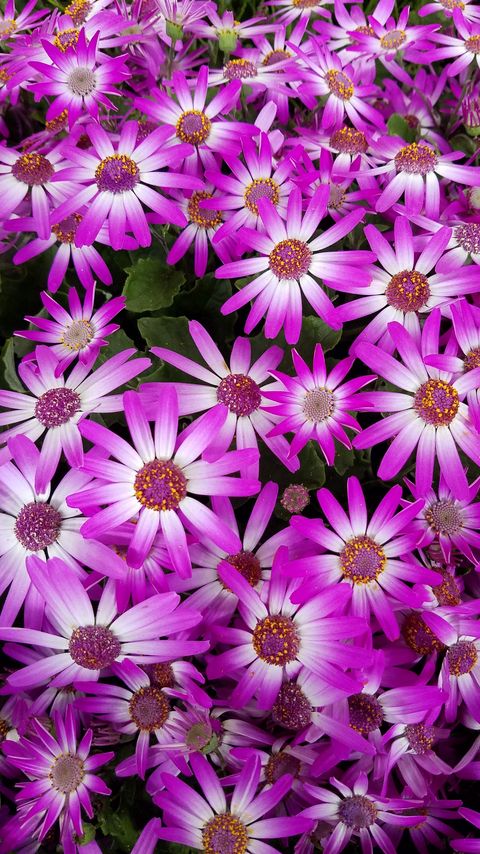 Download wallpaper 2160x3840 plant, flowers, petals, purple, macro samsung galaxy s4, s5, note, sony xperia z, z1, z2, z3, htc one, lenovo vibe hd background