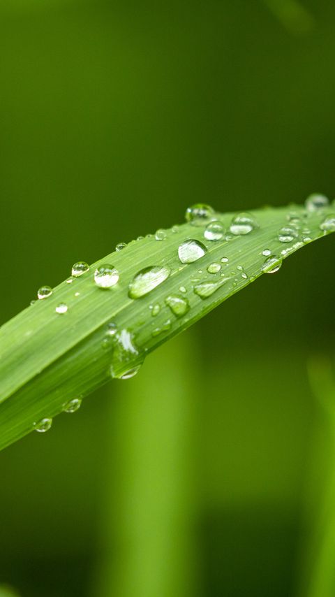 Download wallpaper 2160x3840 plant, leaf, drops, macro, green samsung galaxy s4, s5, note, sony xperia z, z1, z2, z3, htc one, lenovo vibe hd background