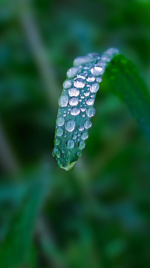 Download wallpaper 2160x3840 plant, leaf, drops, blur, macro, green samsung galaxy s4, s5, note, sony xperia z, z1, z2, z3, htc one, lenovo vibe hd background