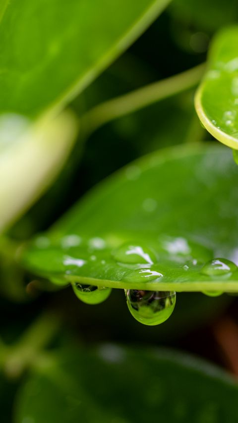 Download wallpaper 2160x3840 plant, leaf, drops, wet, macro samsung galaxy s4, s5, note, sony xperia z, z1, z2, z3, htc one, lenovo vibe hd background