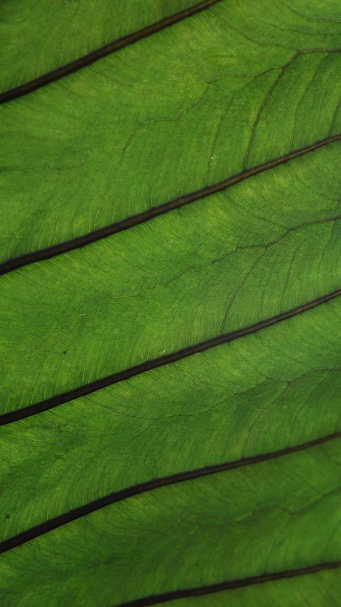 Download wallpaper 2160x3840 plant, leaf, veins, green, macro samsung galaxy s4, s5, note, sony xperia z, z1, z2, z3, htc one, lenovo vibe hd background