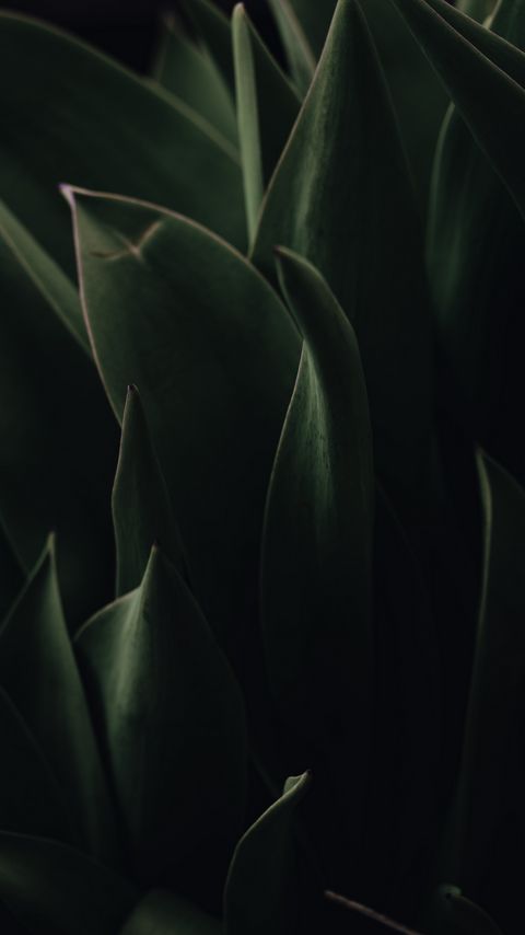 Download wallpaper 2160x3840 plant, leaves, dark, green, macro samsung galaxy s4, s5, note, sony xperia z, z1, z2, z3, htc one, lenovo vibe hd background