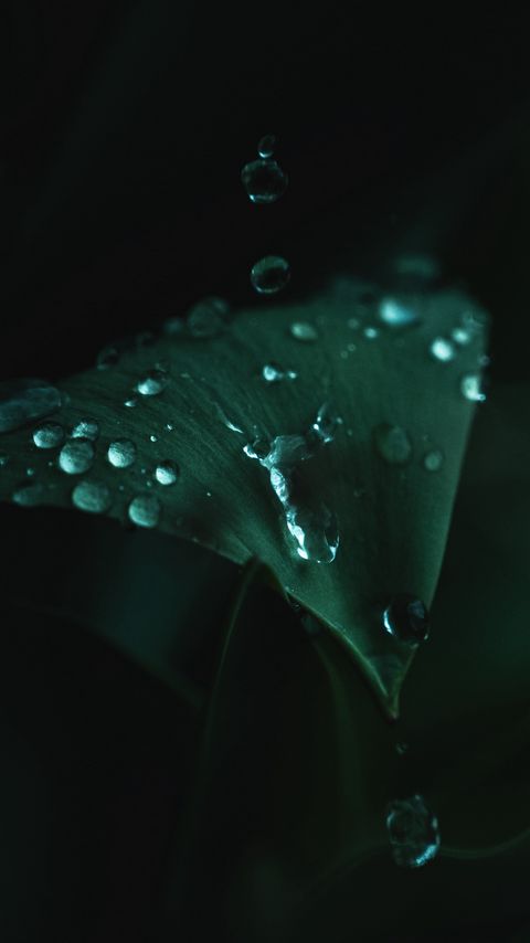 Download wallpaper 2160x3840 plant, leaves, drops, green, wet, macro samsung galaxy s4, s5, note, sony xperia z, z1, z2, z3, htc one, lenovo vibe hd background