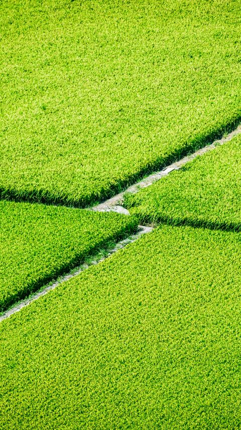 Download wallpaper 2160x3840 plantation, field, greenery, aerial view samsung galaxy s4, s5, note, sony xperia z, z1, z2, z3, htc one, lenovo vibe hd background