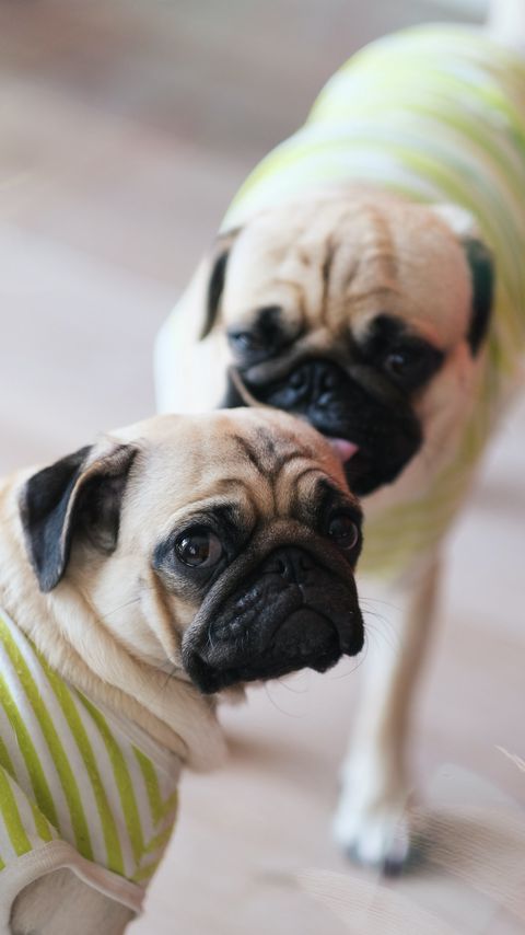 Download wallpaper 2160x3840 pugs, dogs, animals, pets samsung galaxy s4, s5, note, sony xperia z, z1, z2, z3, htc one, lenovo vibe hd background