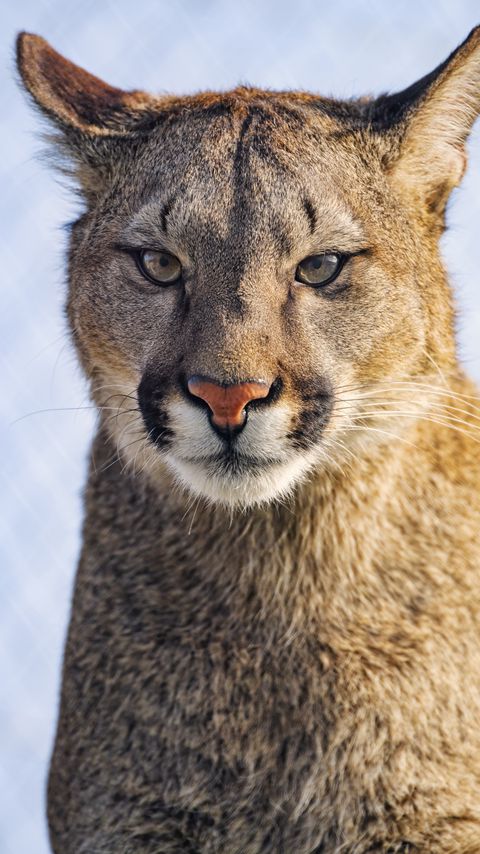 Download wallpaper 2160x3840 puma, glance, predator, animal, big cat samsung galaxy s4, s5, note, sony xperia z, z1, z2, z3, htc one, lenovo vibe hd background