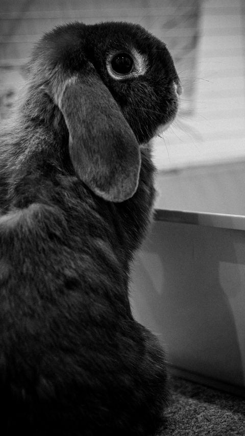 Download wallpaper 2160x3840 rabbit, animal, cute, black and white samsung galaxy s4, s5, note, sony xperia z, z1, z2, z3, htc one, lenovo vibe hd background