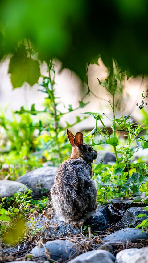 Download wallpaper 2160x3840 rabbit, animal, wildlife samsung galaxy s4, s5, note, sony xperia z, z1, z2, z3, htc one, lenovo vibe hd background