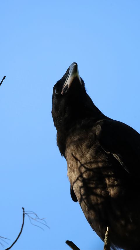 Download wallpaper 2160x3840 raven, bird, branches, wildlife samsung galaxy s4, s5, note, sony xperia z, z1, z2, z3, htc one, lenovo vibe hd background