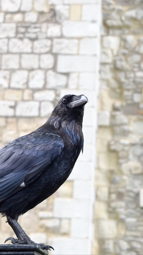 Download wallpaper 2160x3840 raven, bird, feathers, watching samsung galaxy s4, s5, note, sony xperia z, z1, z2, z3, htc one, lenovo vibe hd background