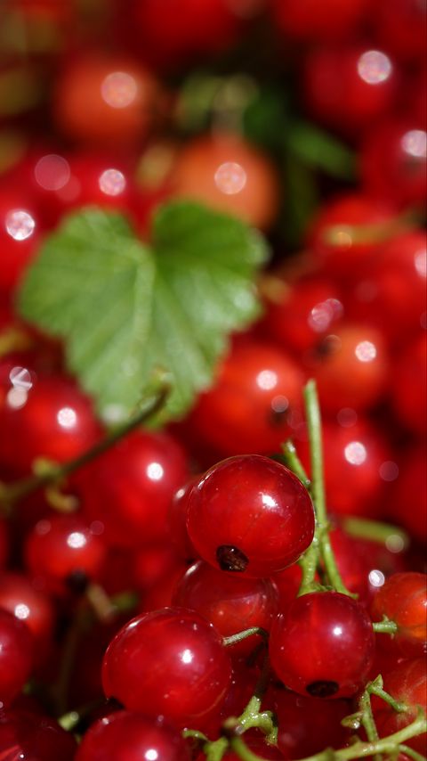 Download wallpaper 2160x3840 red currant, berries, red, macro samsung galaxy s4, s5, note, sony xperia z, z1, z2, z3, htc one, lenovo vibe hd background