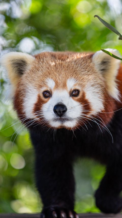 Download wallpaper 2160x3840 red panda, animal, glance, cute samsung galaxy s4, s5, note, sony xperia z, z1, z2, z3, htc one, lenovo vibe hd background