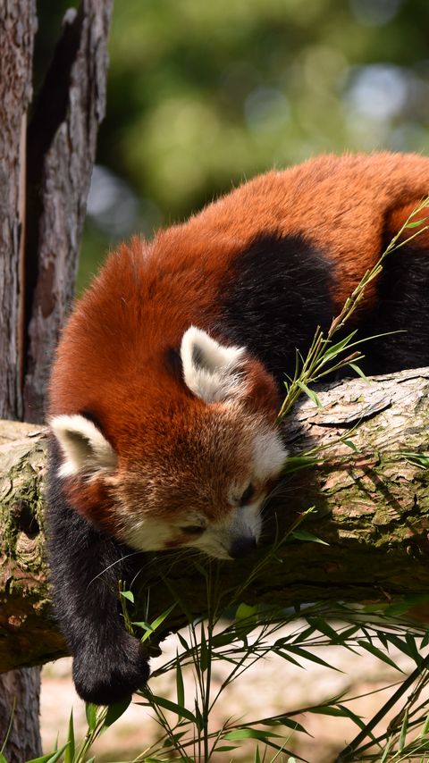 Download wallpaper 2160x3840 red panda, animal, tree, branches, wildlife samsung galaxy s4, s5, note, sony xperia z, z1, z2, z3, htc one, lenovo vibe hd background