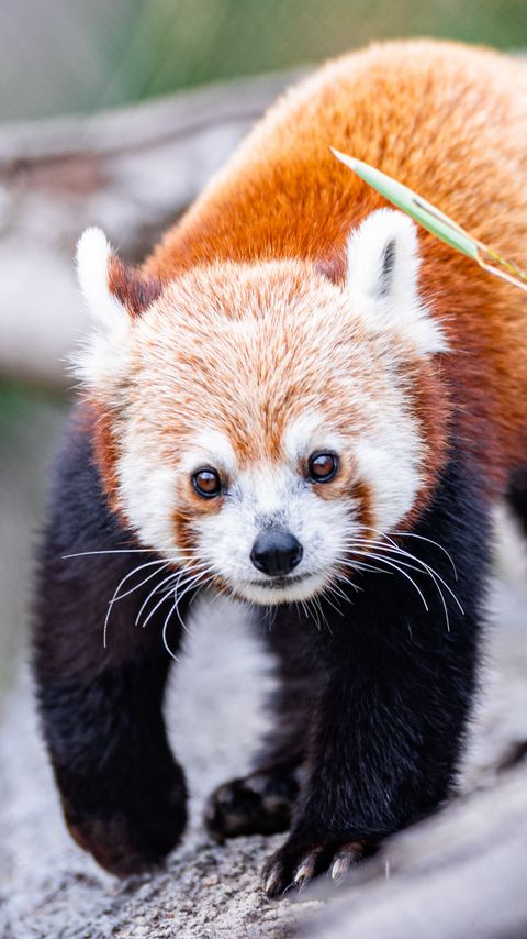 Download wallpaper 2160x3840 red panda, glance, animal, cute samsung galaxy s4, s5, note, sony xperia z, z1, z2, z3, htc one, lenovo vibe hd background