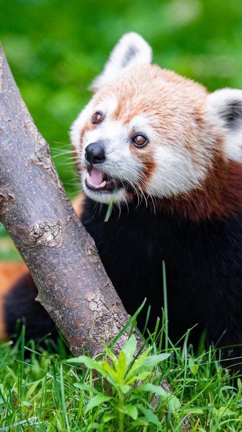 Download wallpaper 2160x3840 red panda, glance, animal, funny samsung galaxy s4, s5, note, sony xperia z, z1, z2, z3, htc one, lenovo vibe hd background