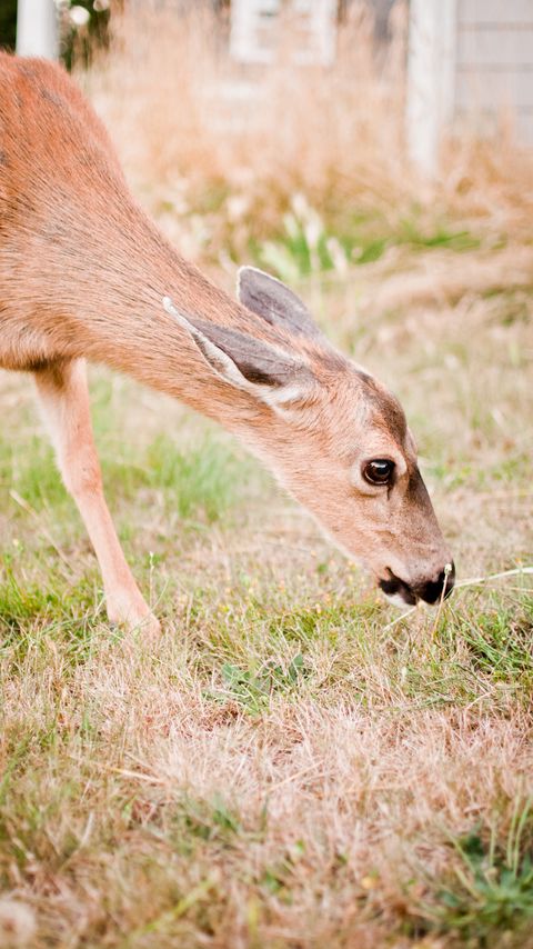 Download wallpaper 2160x3840 roe deer, animal, grasses, wildlife samsung galaxy s4, s5, note, sony xperia z, z1, z2, z3, htc one, lenovo vibe hd background