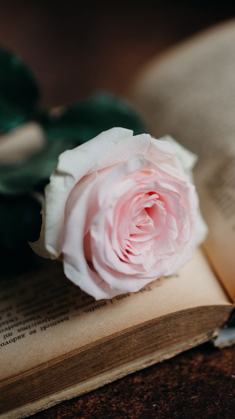 Download wallpaper 2160x3840 rose, flower, book, pink, aesthetics samsung galaxy s4, s5, note, sony xperia z, z1, z2, z3, htc one, lenovo vibe hd background