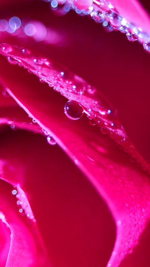 Download wallpaper 2160x3840 rose, flower, petals, drops, macro, pink samsung galaxy s4, s5, note, sony xperia z, z1, z2, z3, htc one, lenovo vibe hd background