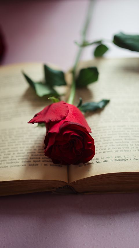 Download wallpaper 2160x3840 rose, flower, petals, book, pages samsung galaxy s4, s5, note, sony xperia z, z1, z2, z3, htc one, lenovo vibe hd background